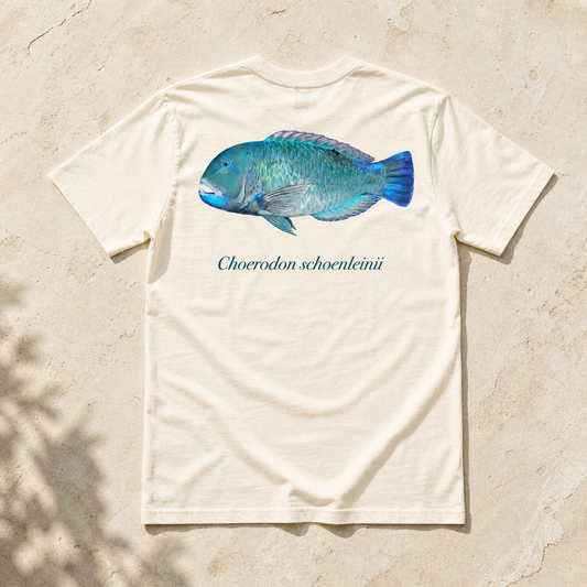 BLACKSPOT TUSKFISH