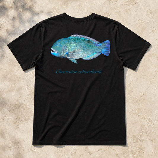 BLACKSPOT TUSKFISH