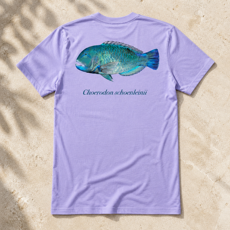 BLACKSPOT TUSKFISH