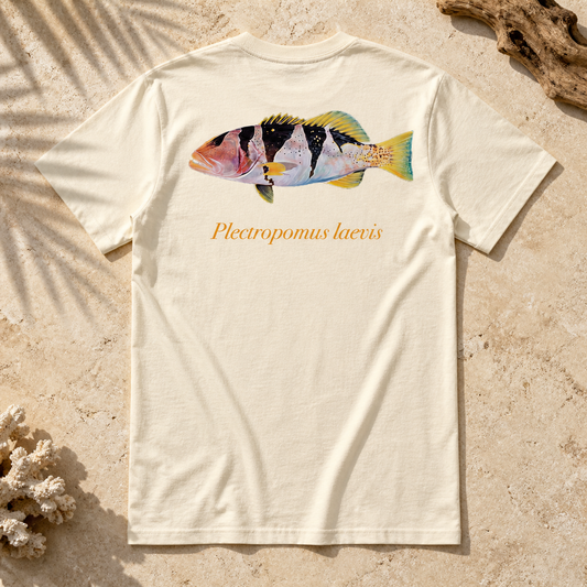 FOOTBALLER CORAL TROUT