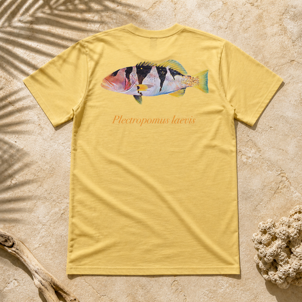 FOOTBALLER CORAL TROUT