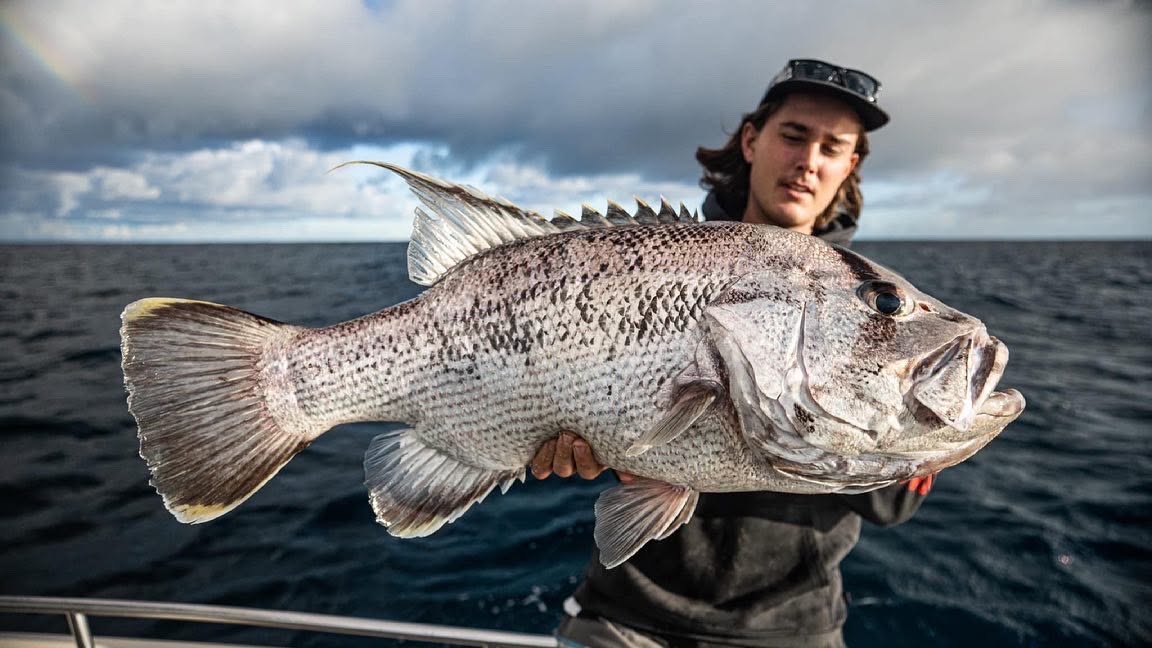  Dhufish — the real fish