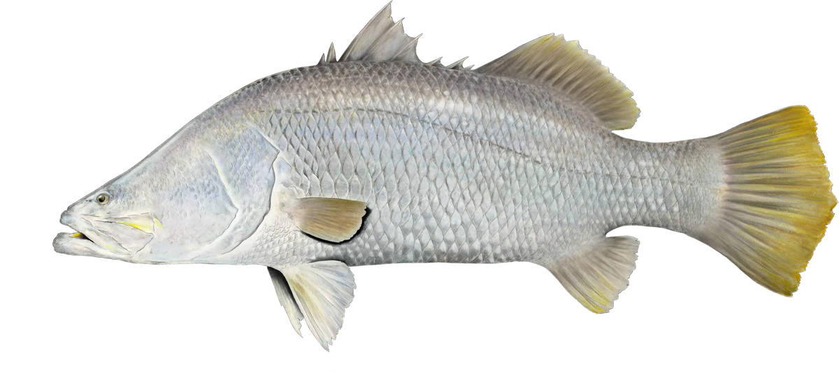  Barramundi — the hand-painted design