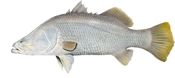  Barramundi