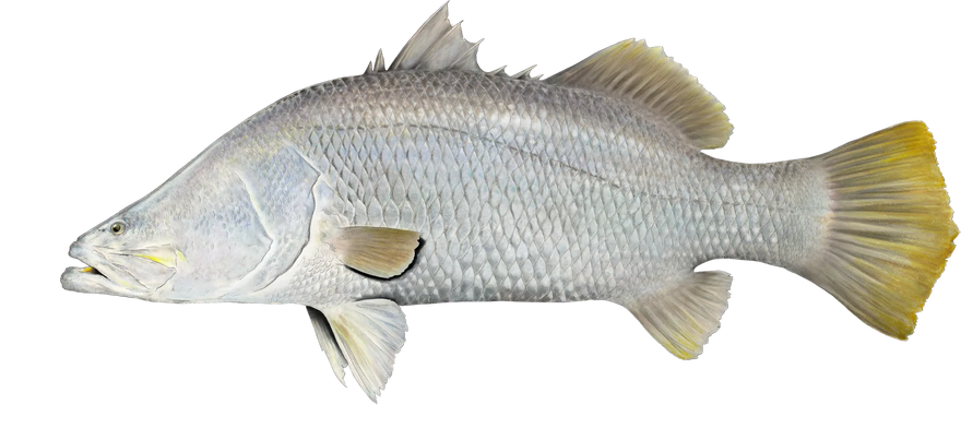 Hand-painted  Barramundi, shown at its preferred depth