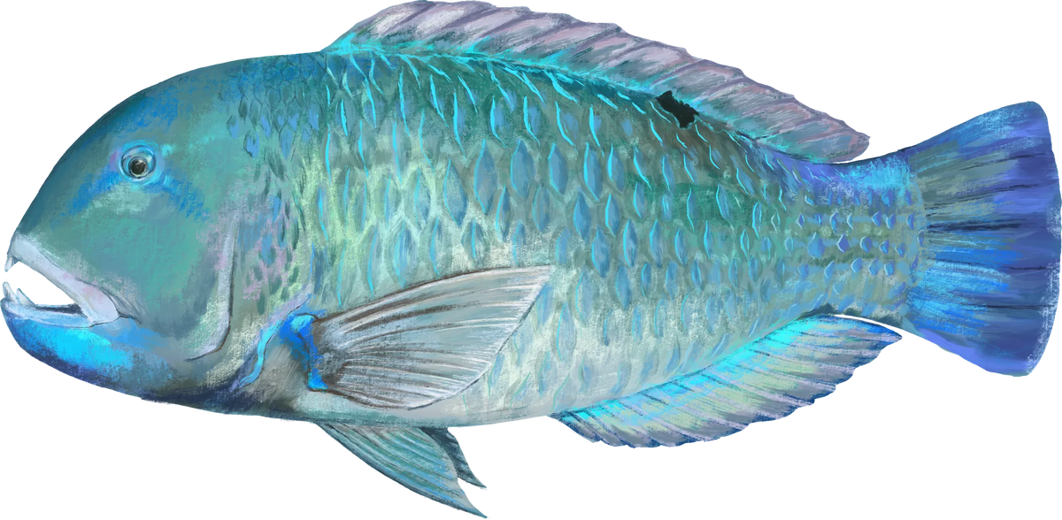 Blackspot Tuskfish — the hand-painted design