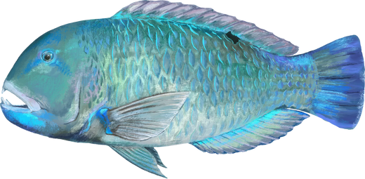Blackspot Tuskfish