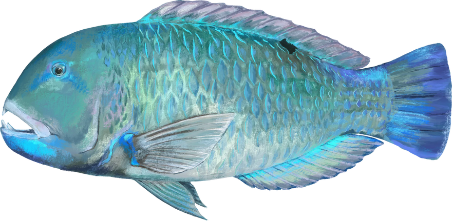 Hand-painted Blackspot Tuskfish, shown at its preferred depth