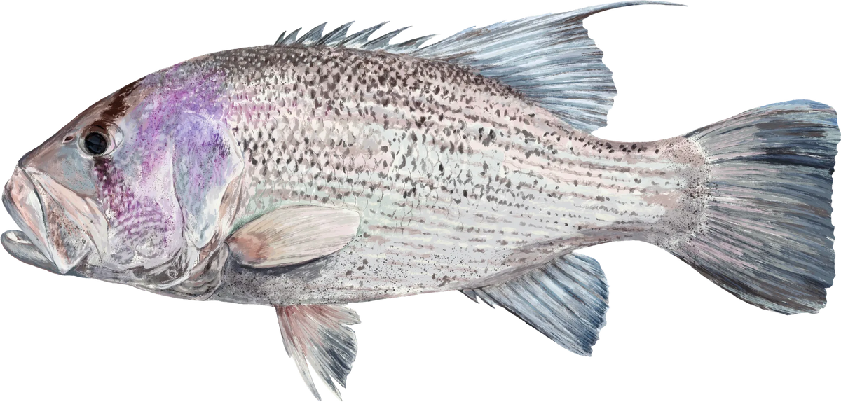  Dhufish — the hand-painted design