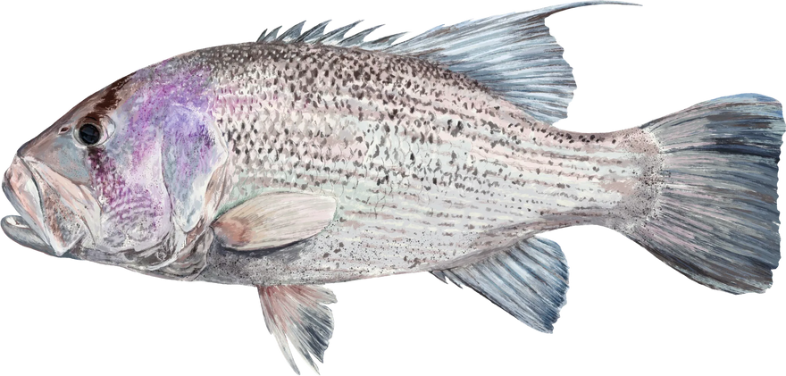 Hand-painted  Dhufish, shown at its preferred depth