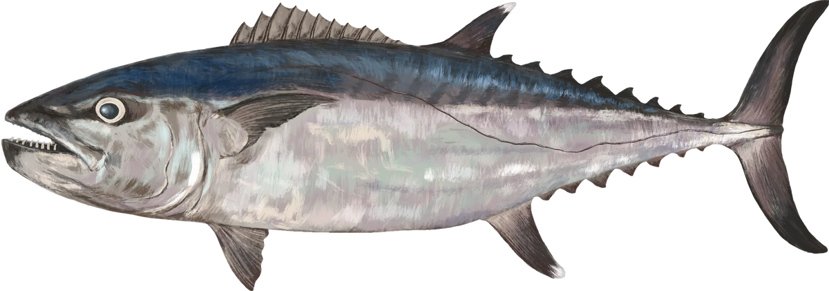 Dogtooth Tuna — the hand-painted design