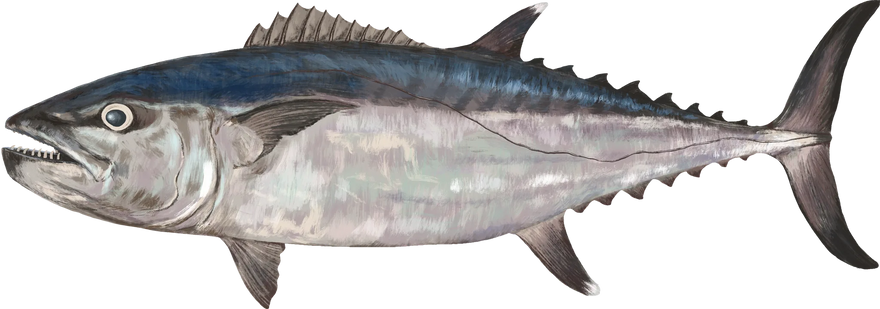 Hand-painted Dogtooth Tuna, shown at its preferred depth