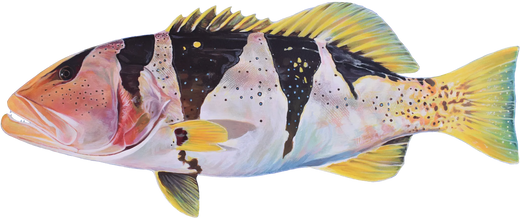 Footballer Coral Trout