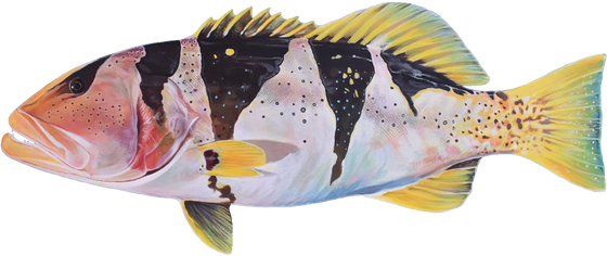 Footballer Coral Trout