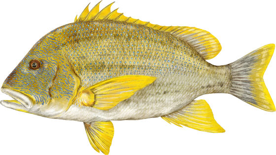 Maori Sea Perch
