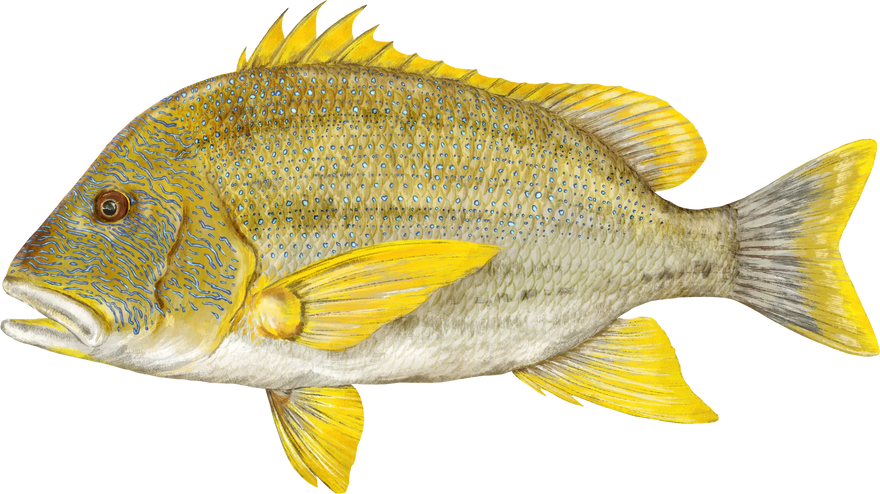 Hand-painted Maori Sea Perch, shown at its preferred depth