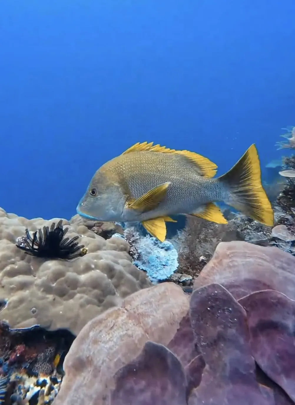 Maori Sea Perch — the real fish