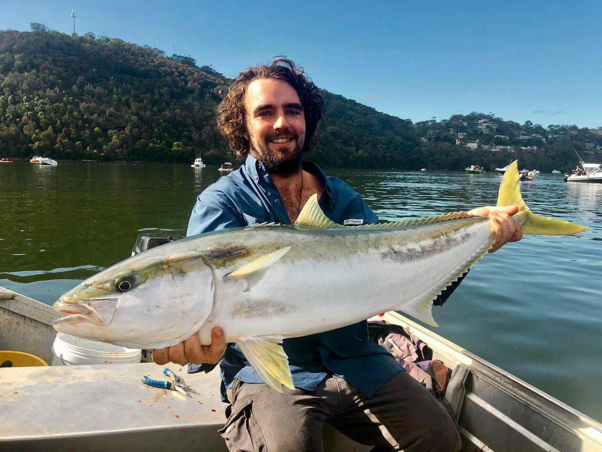 Yellowtail Kingfish — the real fish