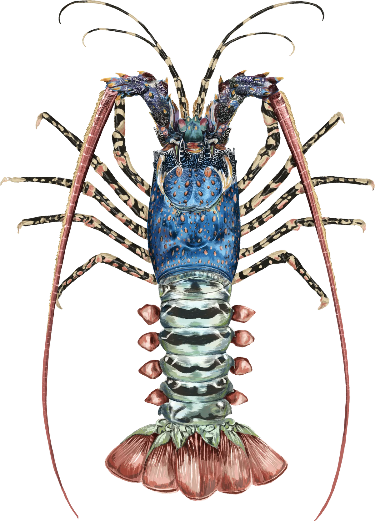 Ornate Crayfish — the hand-painted design
