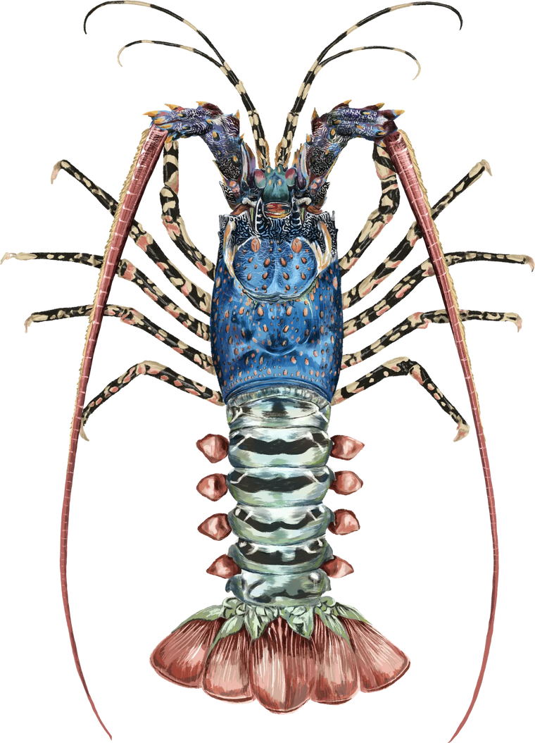 Ornate Crayfish