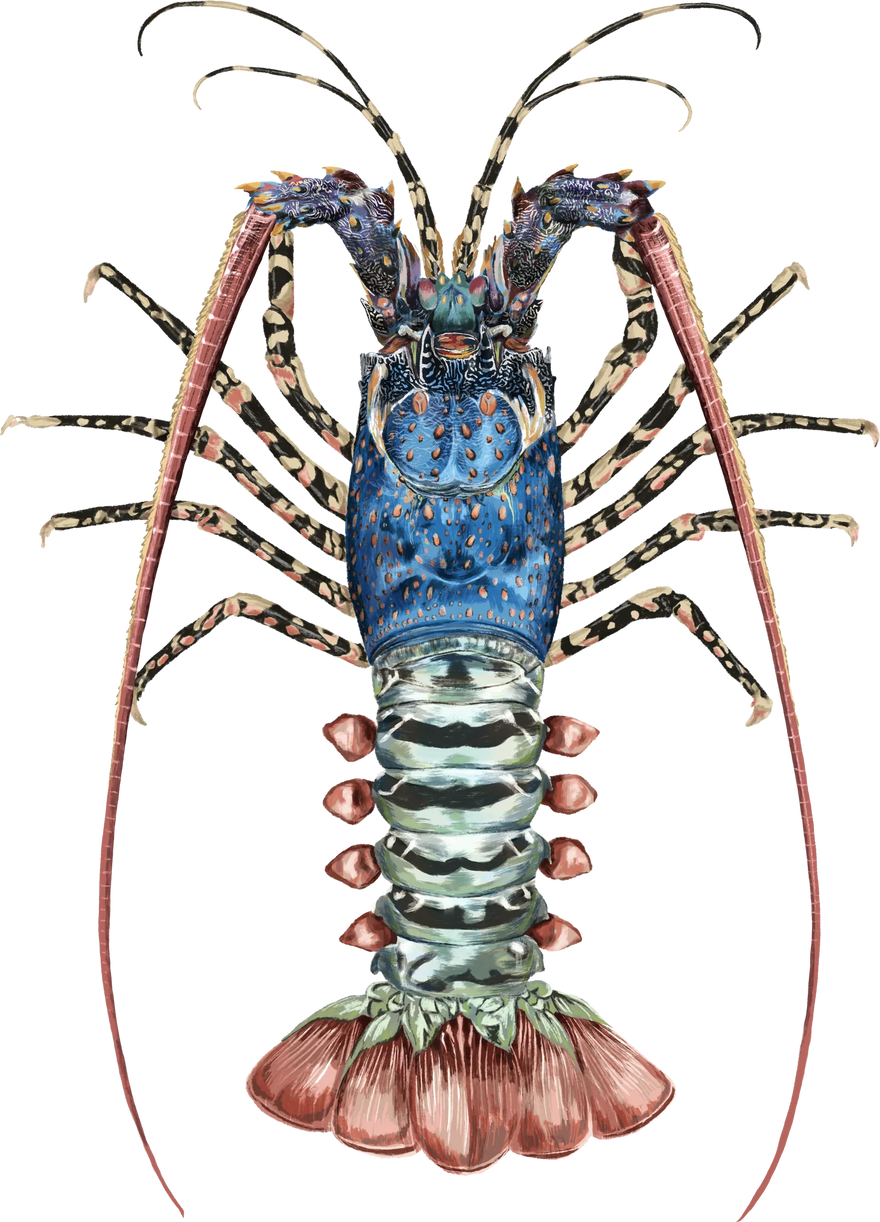 Hand-painted Ornate Crayfish, shown at its preferred depth