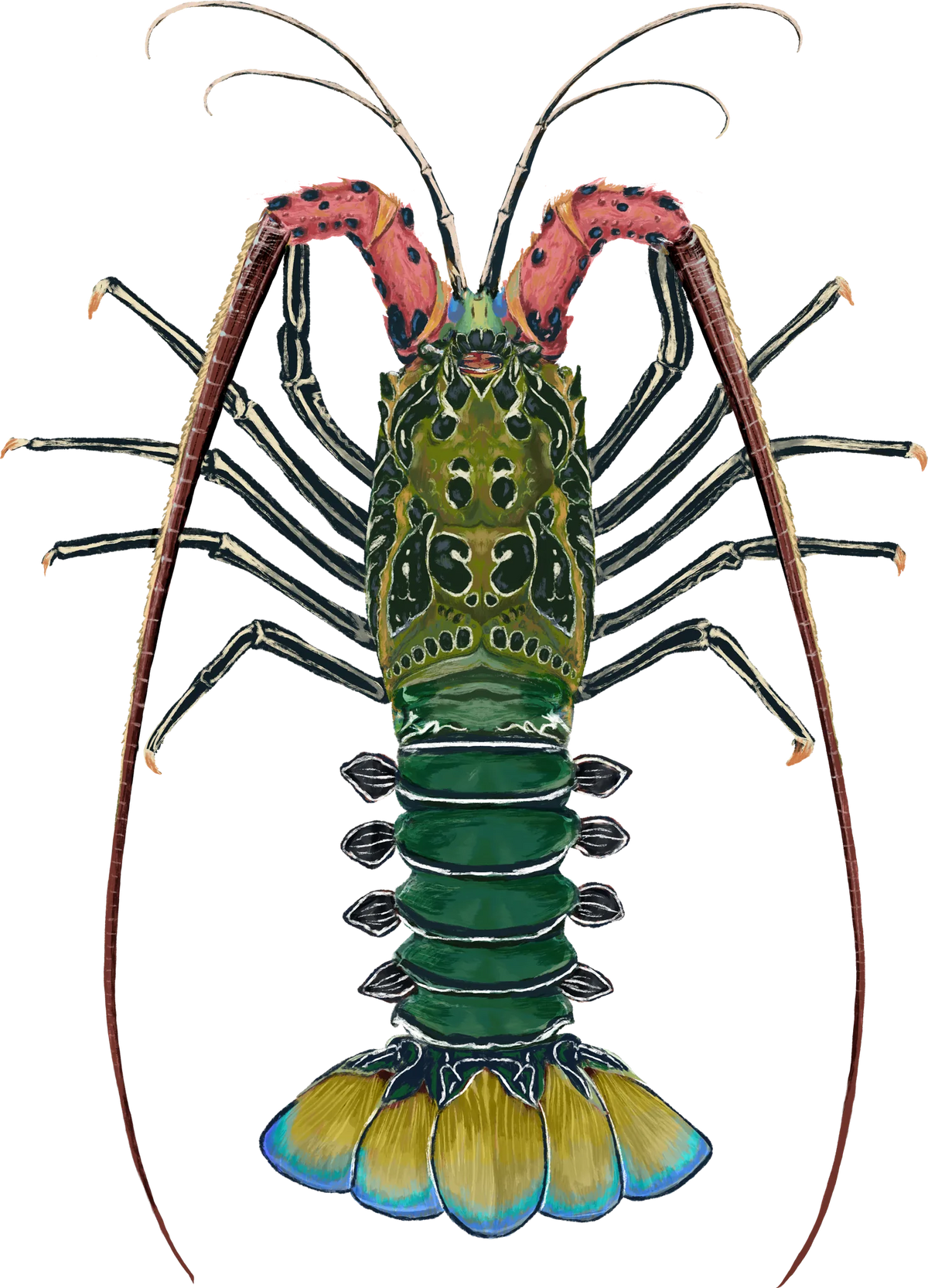 Painted Rock Lobster — hand-painted art