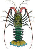 Painted Rock Lobster cut-out