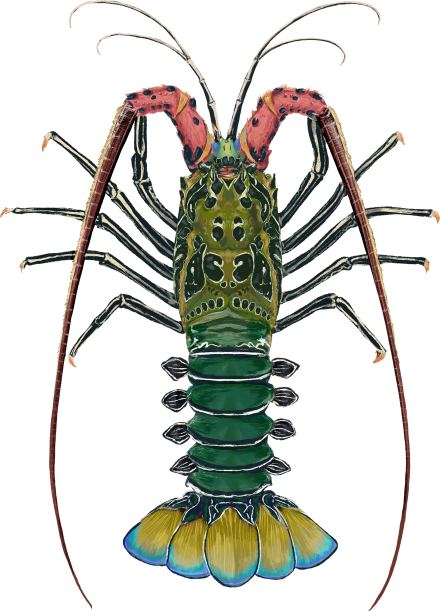 Hand-painted Painted Rock Lobster, shown at its preferred depth