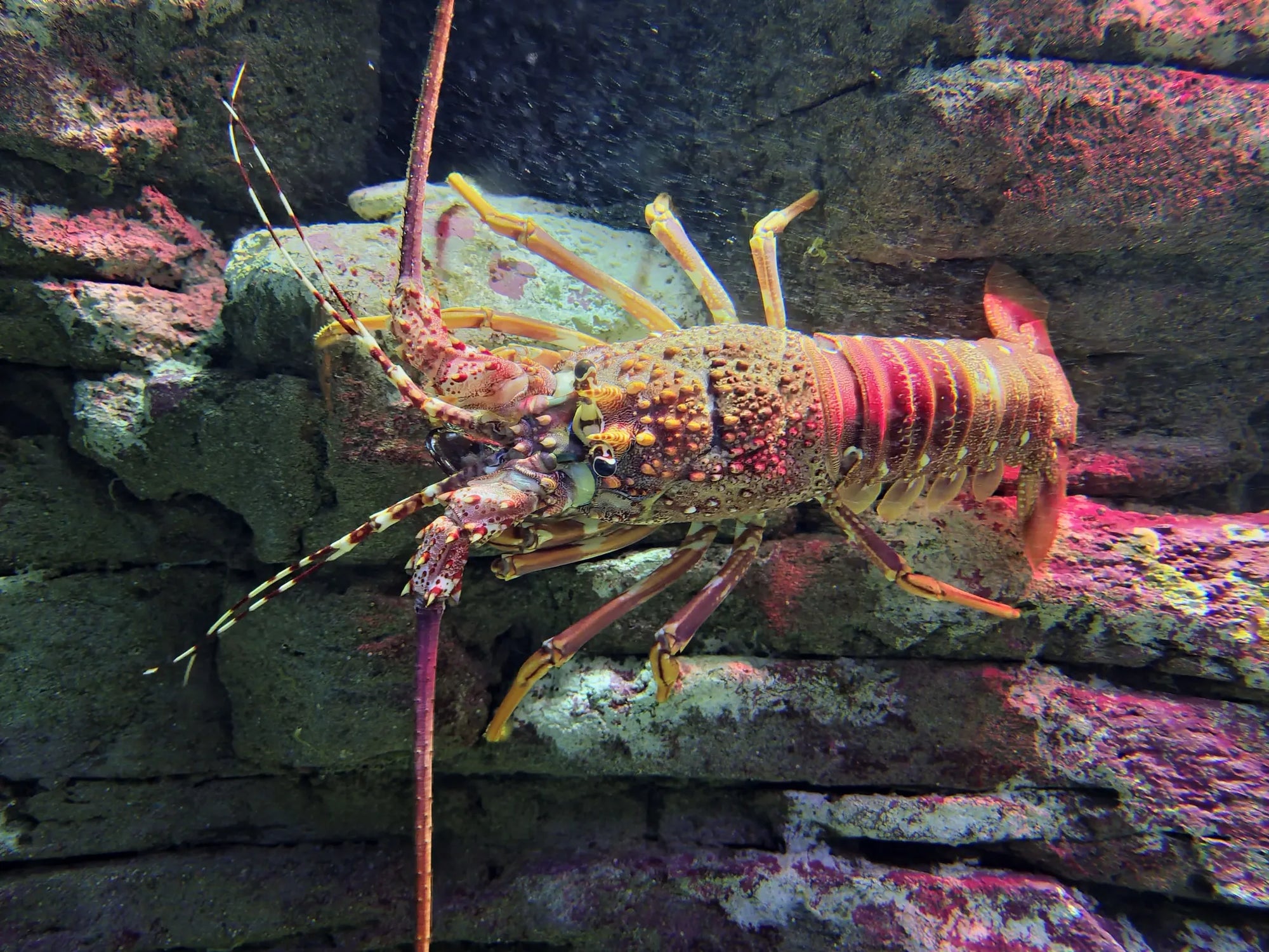 Painted Rock Lobster — Reef Lagoon species