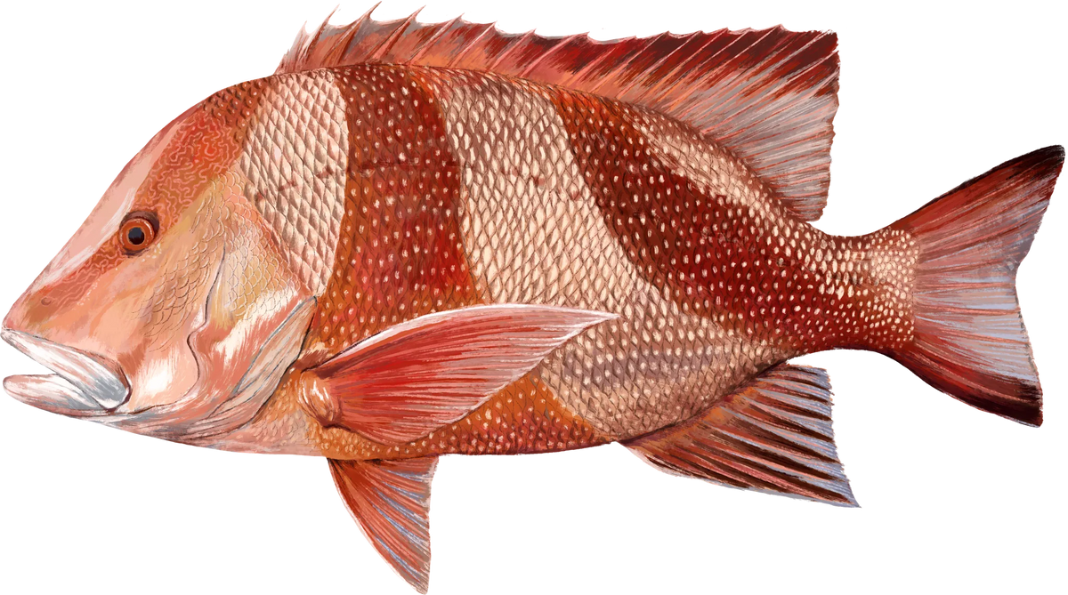 Red Emperor — the hand-painted design