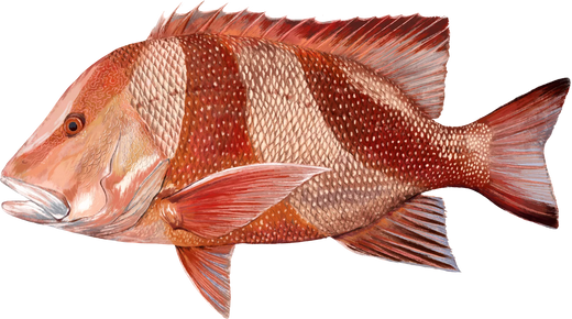 Red Emperor