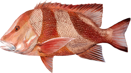 Red Emperor