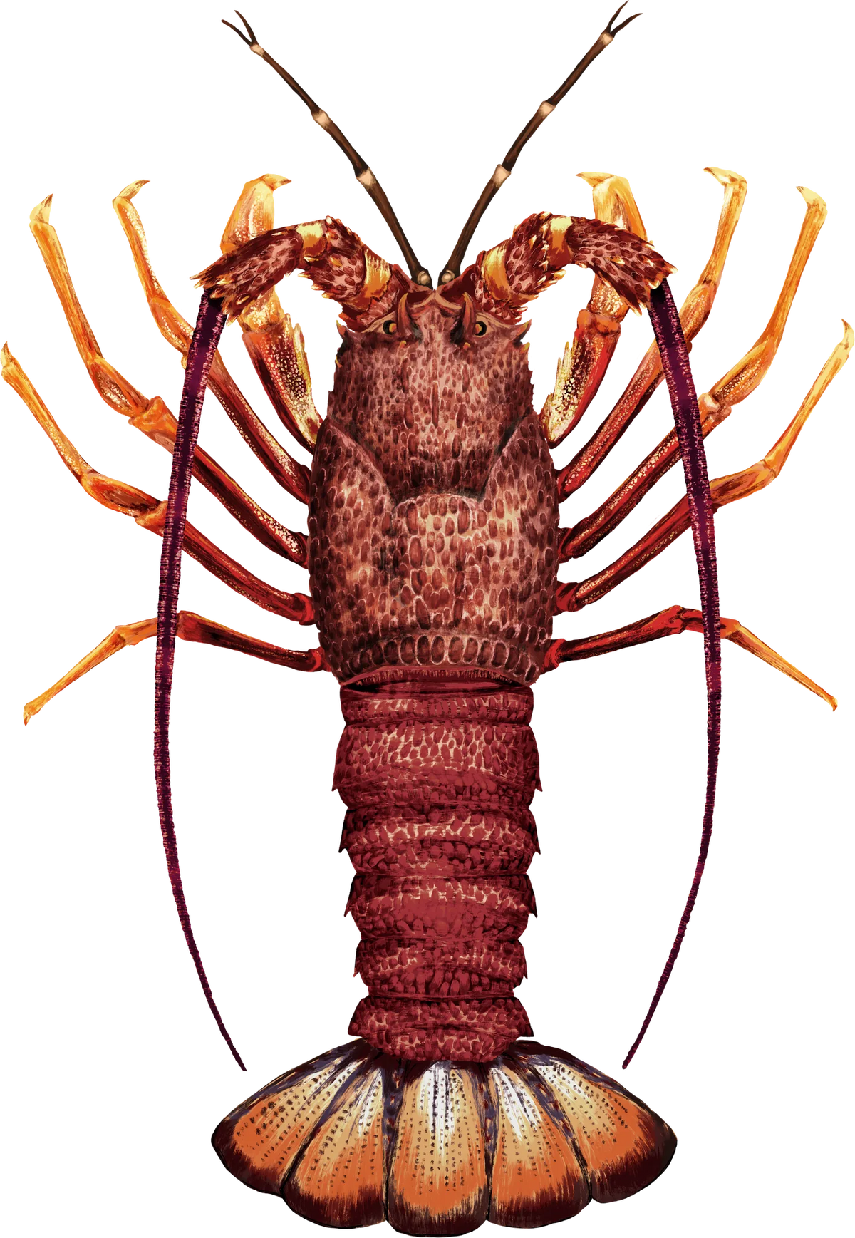 Southern Rock Lobster — hand-painted art
