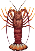 Southern Rock Lobster cut-out