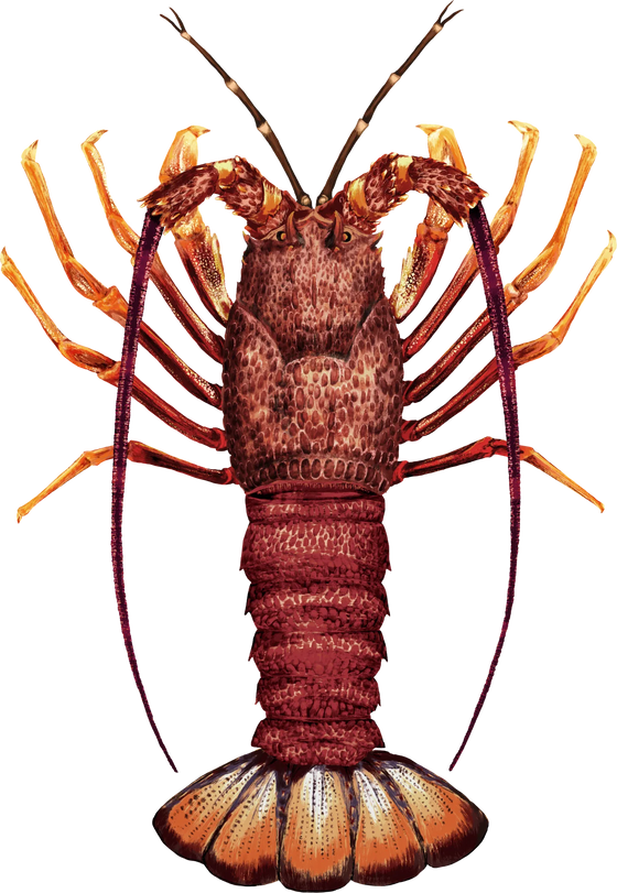 Southern Rock Lobster