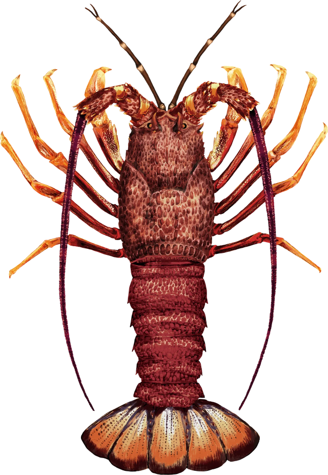 Southern Rock Lobster cut-out