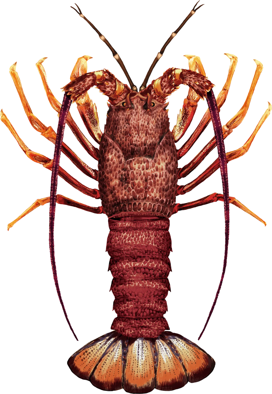 Hand-painted Southern Rock Lobster, shown at its preferred depth