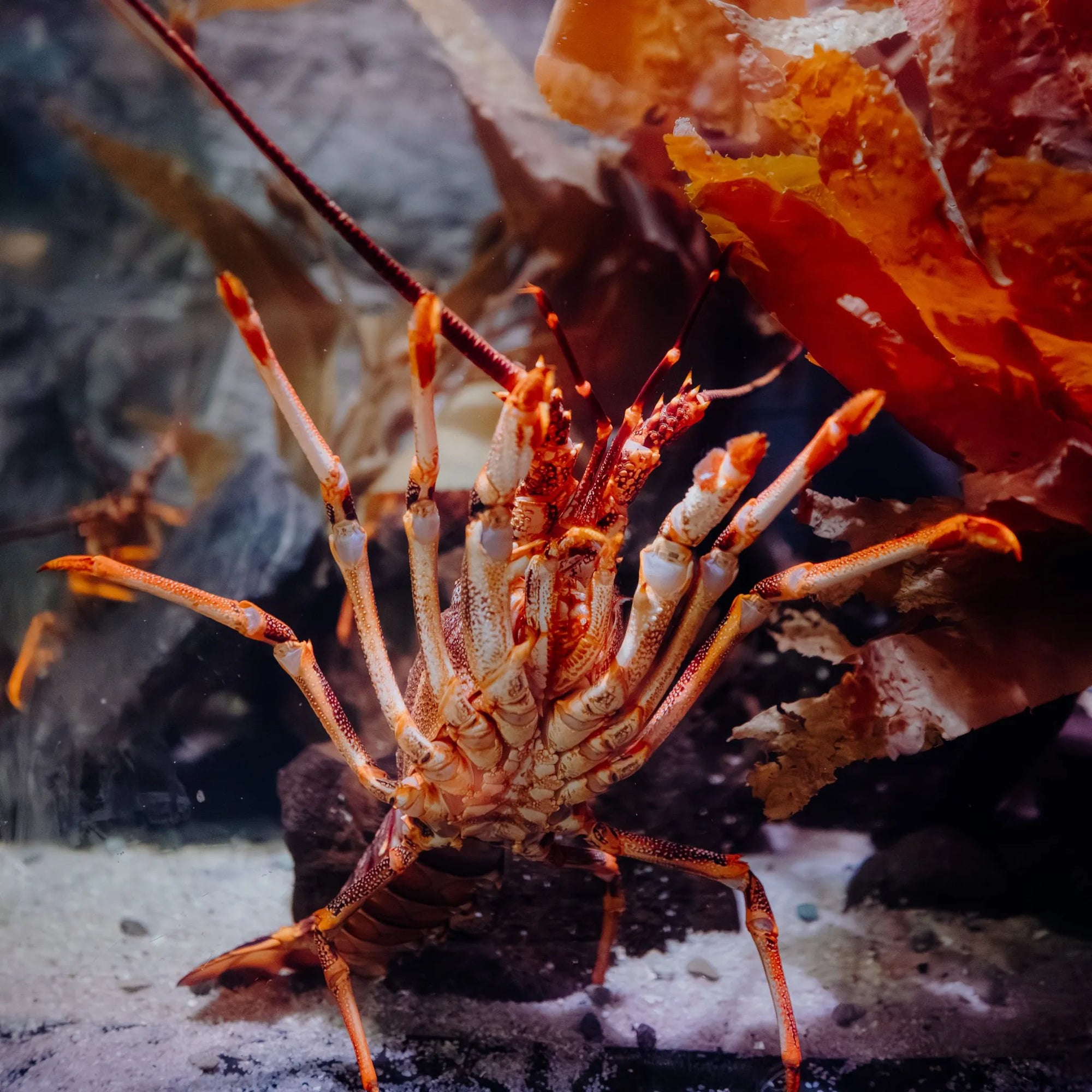Southern Rock Lobster — Reef Lagoon species