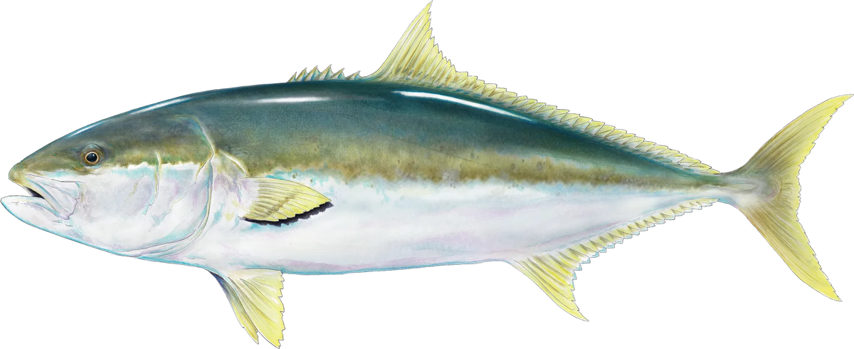 Yellowtail Kingfish — the hand-painted design