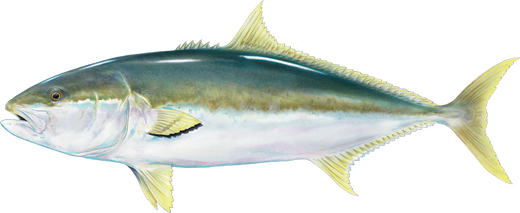 Yellowtail Kingfish